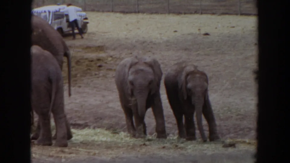Two young elephants feed near hay in the Irvine enclosure, with a partial larger elephant, vehicle, and person visible in the background.