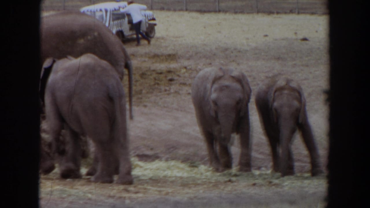 Elephants stand in a sandy zoo enclosure with hay on the ground and a vehicle in the background.