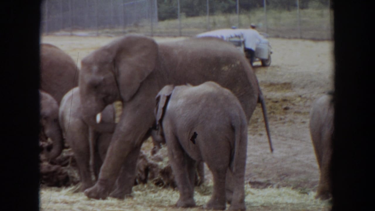 Adult elephant stands near a smaller elephant while hay and a safari-style vehicle are visible behind them.
