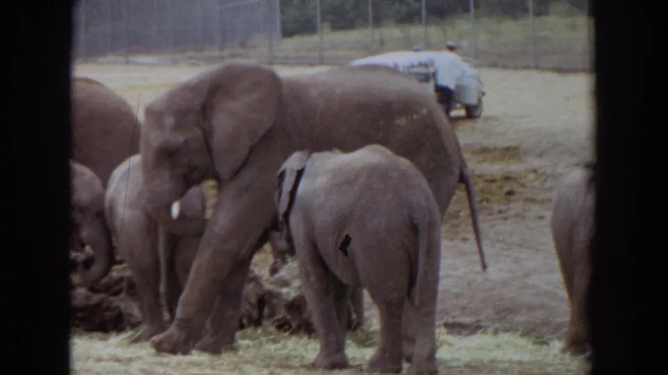 Adult and young elephants forage in a sandy Irvine zoo enclosure, with a light-colored vehicle and distant person near the fence line.