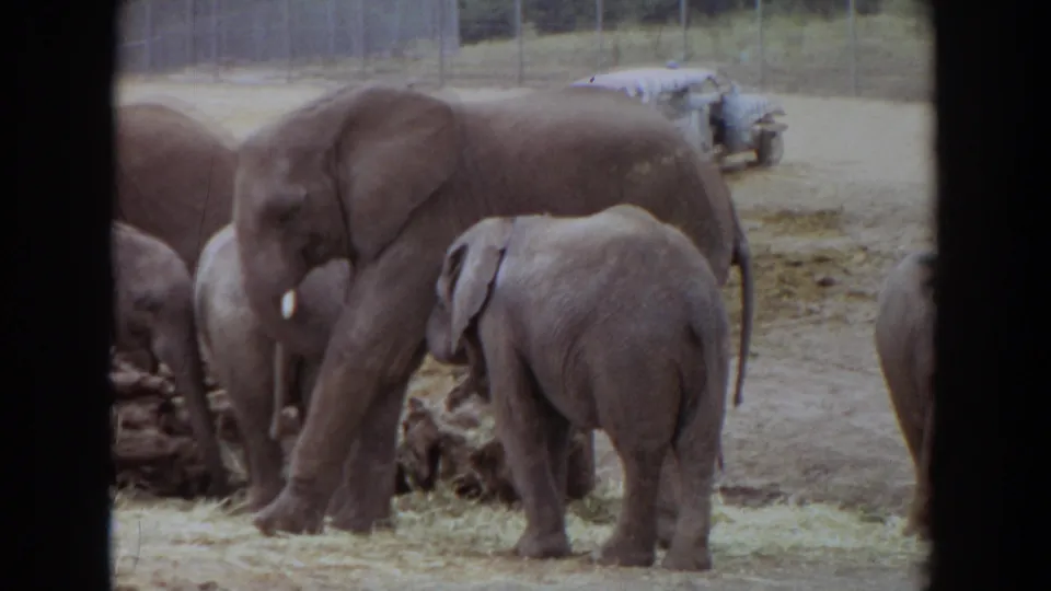 1974 Irvine zoo view of an adult elephant and young elephant feeding or standing near hay inside a sandy fenced enclosure.