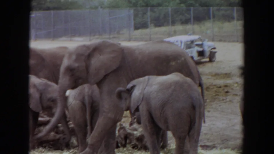 Several elephants, including a young animal, cluster around hay in a 1974 Irvine zoo enclosure with a safari-style vehicle in the background.