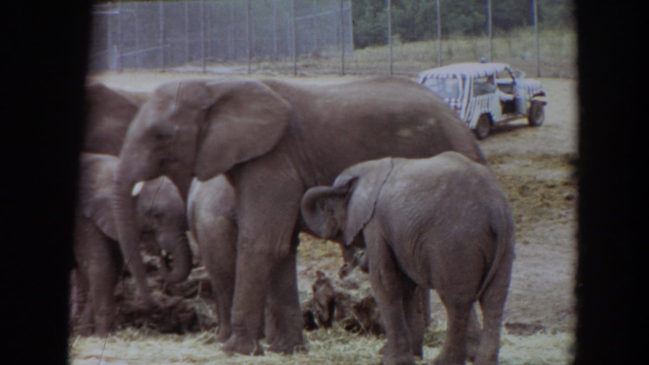 1974 Irvine 8mm frame showing elephants and calves feeding in an outdoor enclosure with fencing and a parked station wagon behind them.