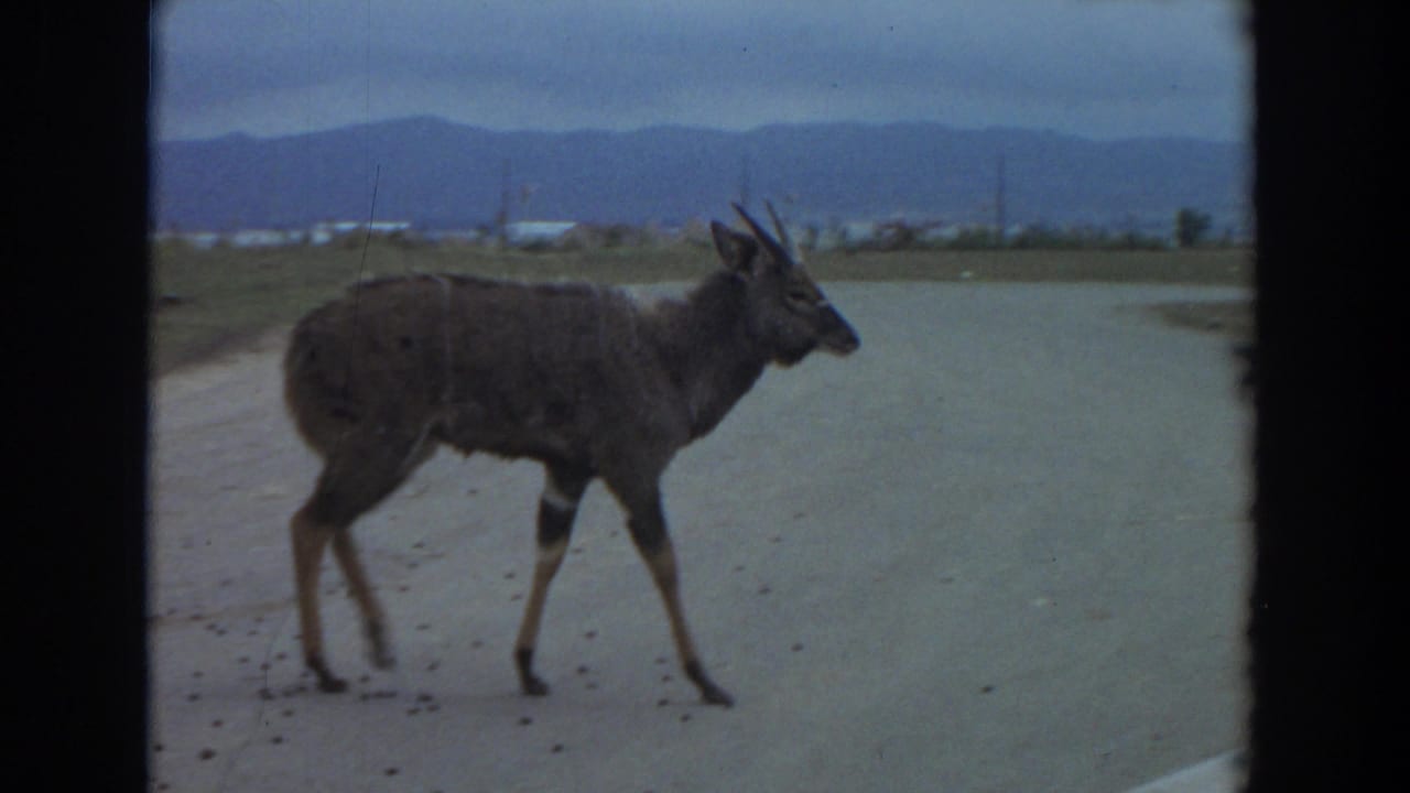 Brown gnu walking across a paved road with hills in the distance.