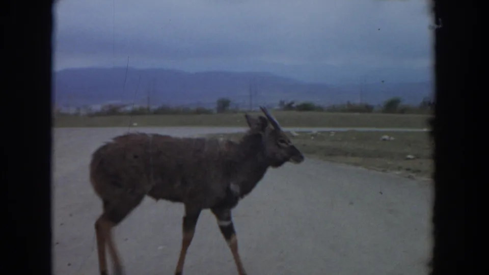 1974 Irvine 8mm frame showing a brown gnu near the edge of a paved road, with open ground, distant hills, and overcast light.