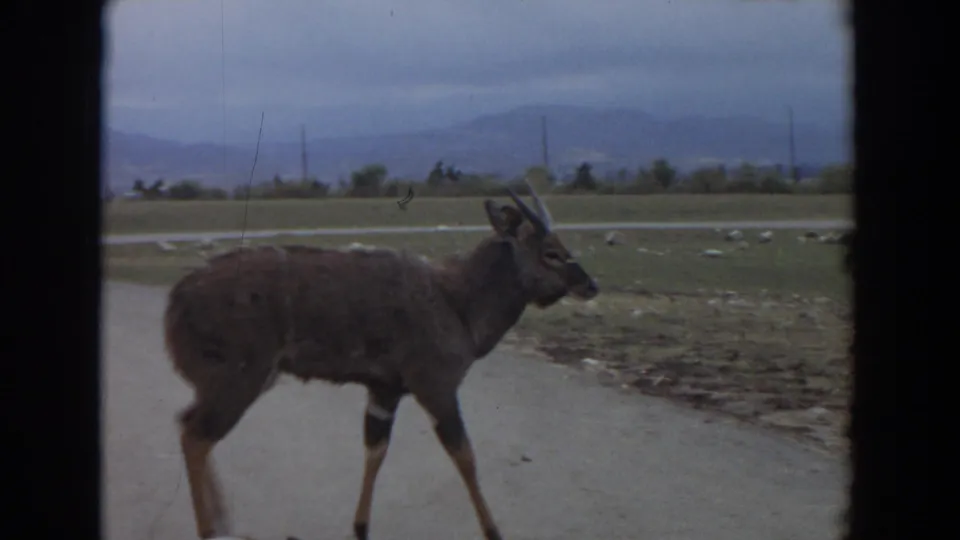 1974 Irvine 8mm frame of a brown gnu moving along a paved road, with open animal-park grounds and hazy hills in the background.