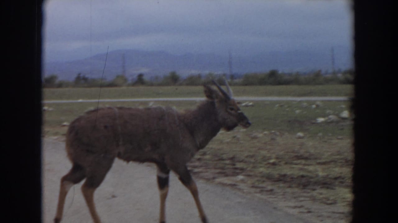 Horned antelope-like animal walking beside a paved road with open field behind it.