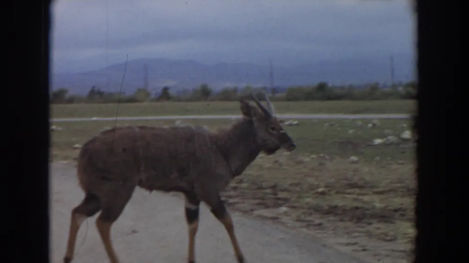 In 1974 Irvine home-movie footage, a horned antelope-like animal walks left to right near a paved roadside and open field.