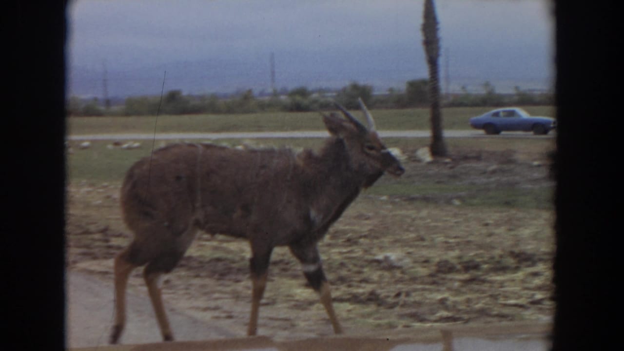 The horned animal continues past the camera as a blue car travels along the road behind it in Irvine, California.