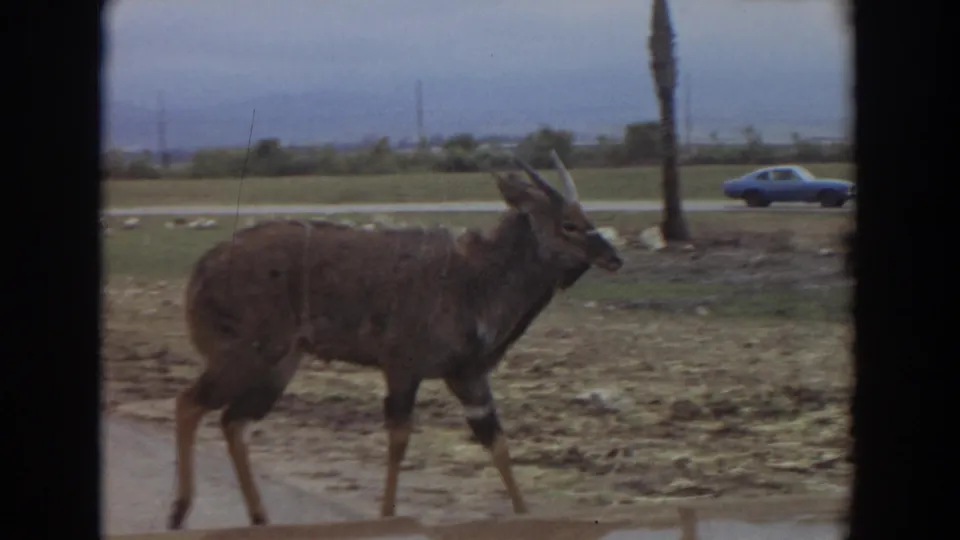 The horned animal continues past the camera as a blue car travels along the road behind it in Irvine, California.