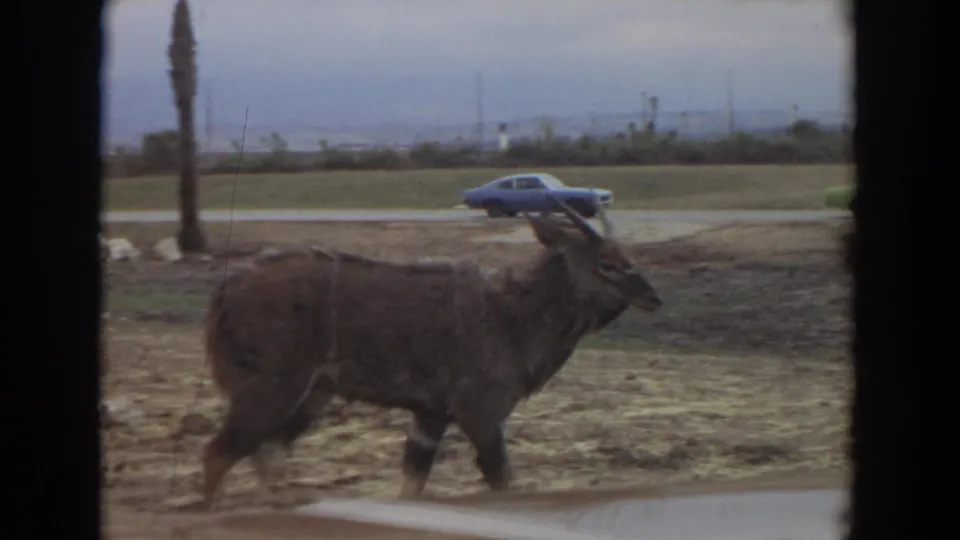 The animal moves through the lower foreground while the road, blue car, field, and distant hills remain visible behind it.