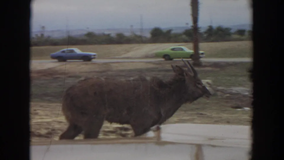 Near the end of the 1974 Irvine clip, the horned animal passes a paved edge while blue and green cars move along the background road.