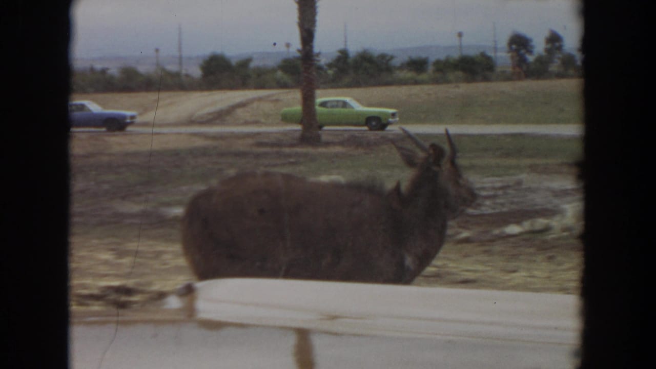 1974 Irvine, California 8mm frame showing a large horned goat near a road, with a green period car, palm trees, and hills beyond.