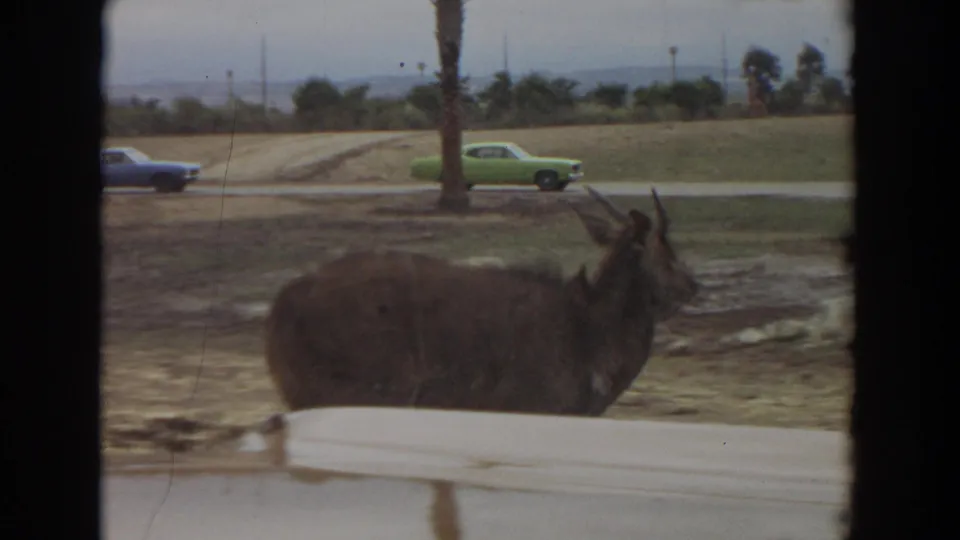 1974 Irvine, California 8mm frame showing a large horned goat near a road, with a green period car, palm trees, and hills beyond.