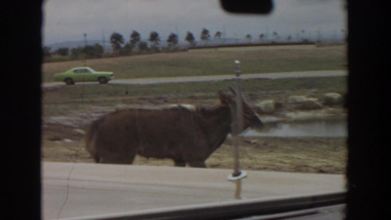 Large goat walking beside a pond with a green car on the road behind it.