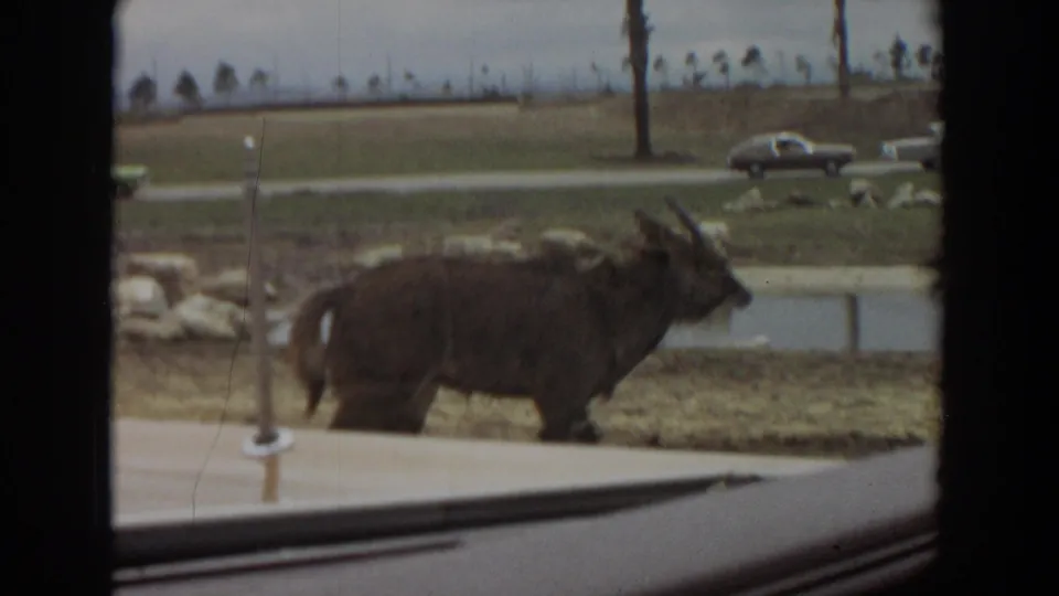 1974 Irvine 8mm frame showing the goat in profile near rocks and water, with vehicles and palm trees beyond the enclosure.
