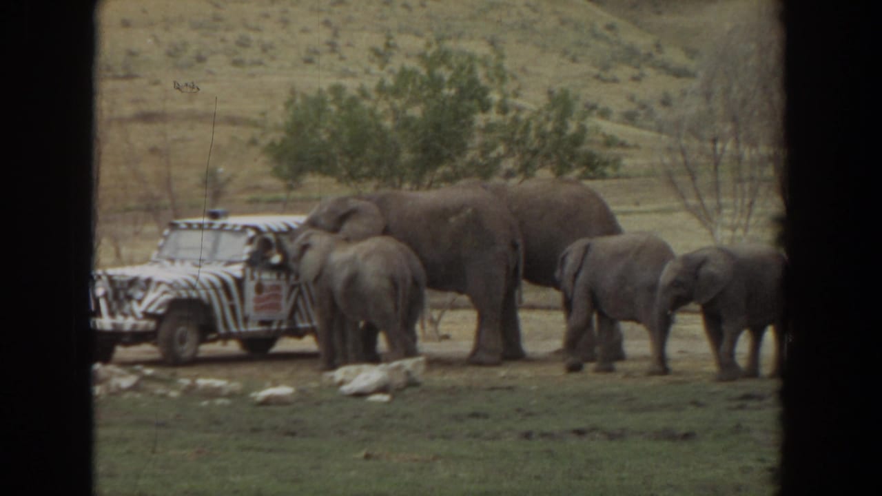 Elephants standing near a zebra-striped safari vehicle in a dry grassy enclosure.