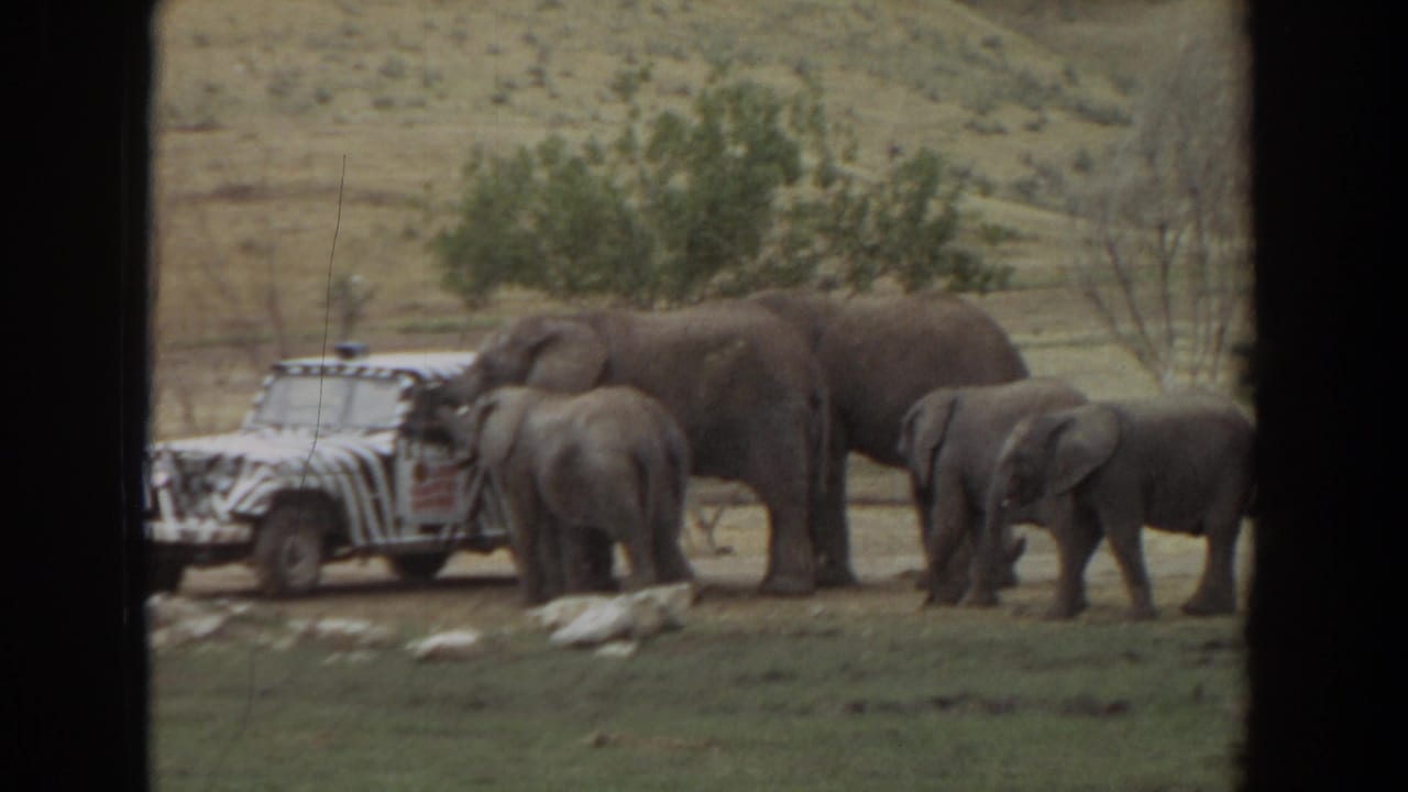 Several elephants stand and move near a zebra-striped safari vehicle in the 1974 Irvine wildlife-park footage.