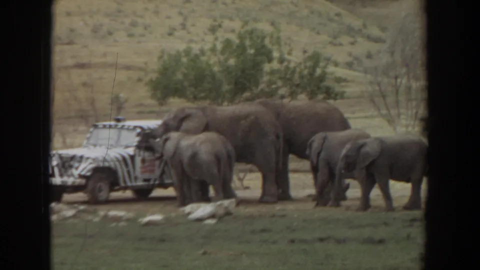 Several elephants stand and move near a zebra-striped safari vehicle in the 1974 Irvine wildlife-park footage.