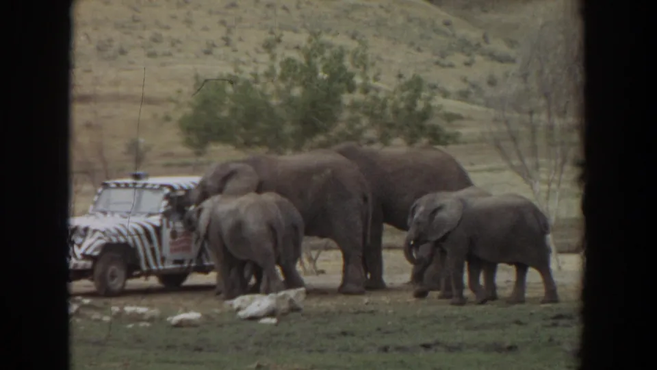 In the 1974 Irvine 8mm footage, elephants move around the striped vehicle while a young elephant stands to the right.