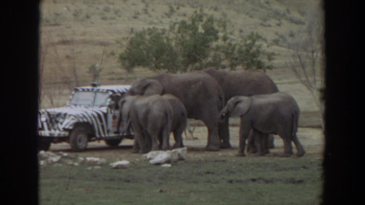 Several elephants stand beside a zebra-striped safari vehicle in a dry grassy area.