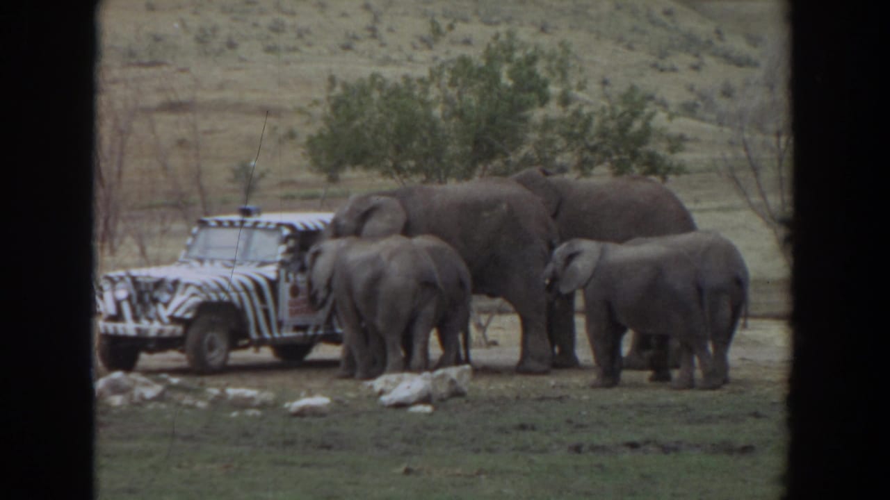 1974 Irvine frame with a small herd of elephants investigating a zebra-striped vehicle in a fenced or managed open landscape.