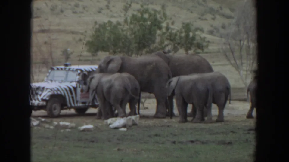 Home-movie frame from 1974 Irvine showing elephants and a calf gathered around a zebra-striped vehicle in a wildlife-park setting.