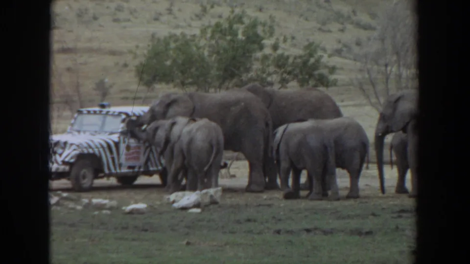 Late-frame 1974 Irvine view of elephants near a zebra-striped safari vehicle, with another elephant partly visible at the right edge.