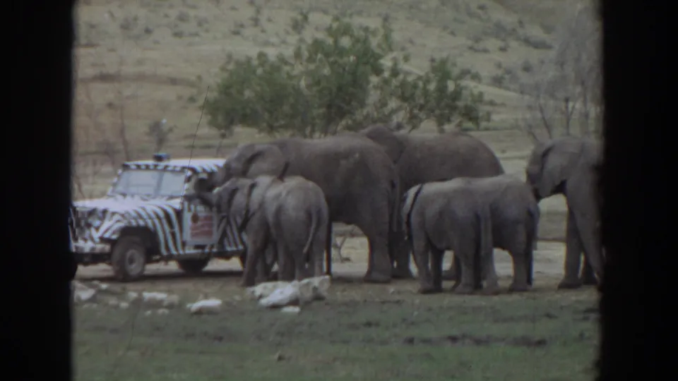 1974 Irvine home-movie frame showing elephants and calves near a zebra-striped safari truck in a grassy wildlife park setting.
