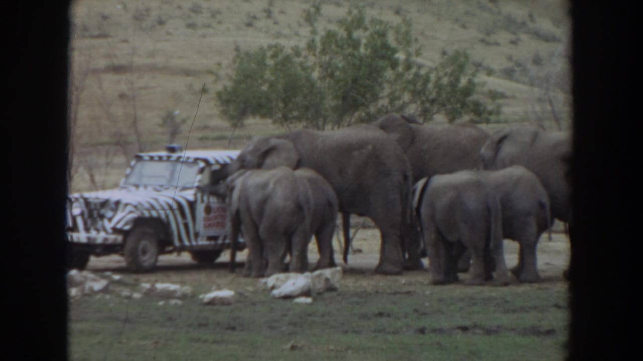 1974 Irvine frame with adult elephants and calves standing close to a zebra-striped safari vehicle in an open enclosure.