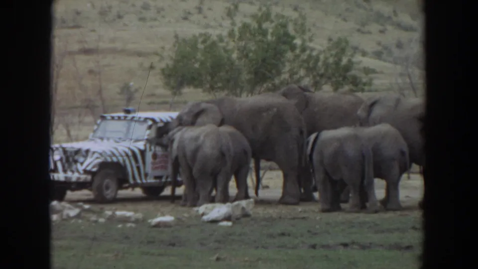 1974 Irvine frame with adult elephants and calves standing close to a zebra-striped safari vehicle in an open enclosure.