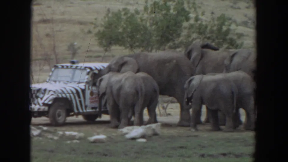 1974 Irvine 8mm frame showing elephants and calves close to the striped safari truck, one with its trunk lifted.