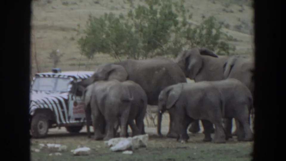 Final 1974 Irvine frame showing elephants and calves beside the zebra-striped safari truck, with trees and hills in the background.