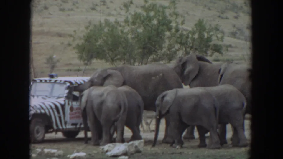1974 Irvine, California 8mm frame showing several elephants, including calves, near a zebra-striped safari jeep in a dry landscape.