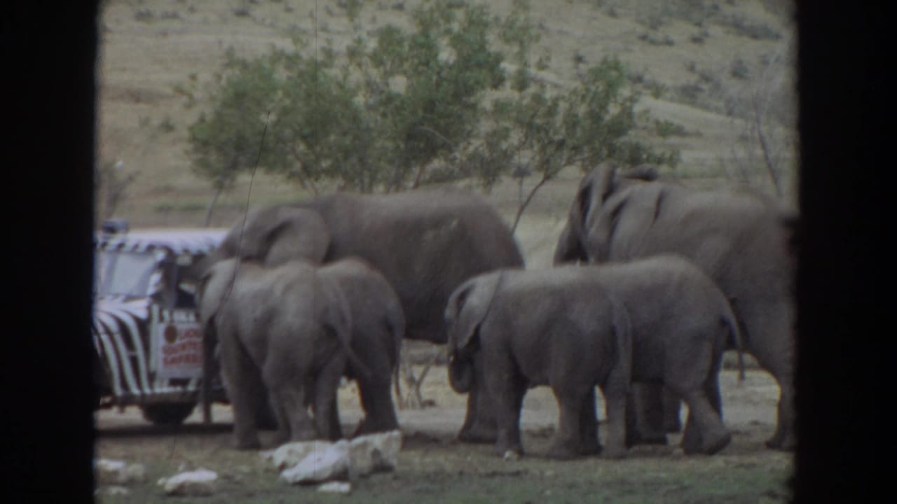 Several elephants and calves stand near a zebra-striped jeep in this 1974 Irvine, California home-movie frame.