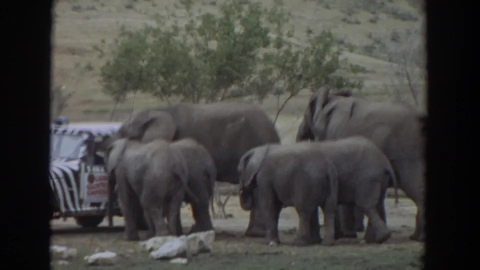 Several elephants and calves stand near a zebra-striped jeep in this 1974 Irvine, California home-movie frame.