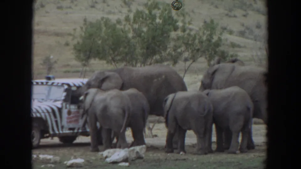 A 1974 8mm frame from Irvine showing elephants and calves standing by a zebra-striped vehicle, with rocks and trees visible.