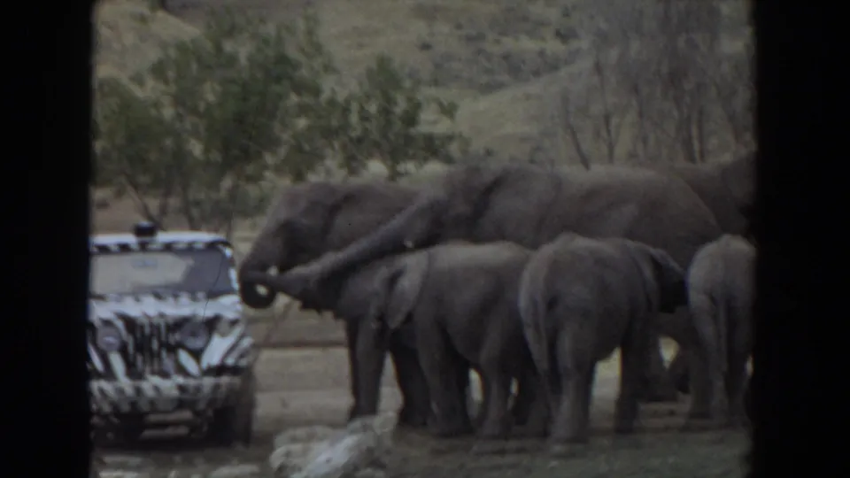 In this 1974 Irvine frame, an adult elephant raises its trunk while calves stand nearby beside a zebra-striped jeep.