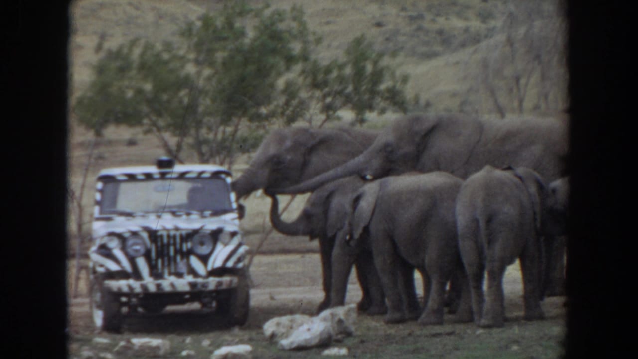 An elephant extends its trunk toward the front of a zebra-striped jeep.