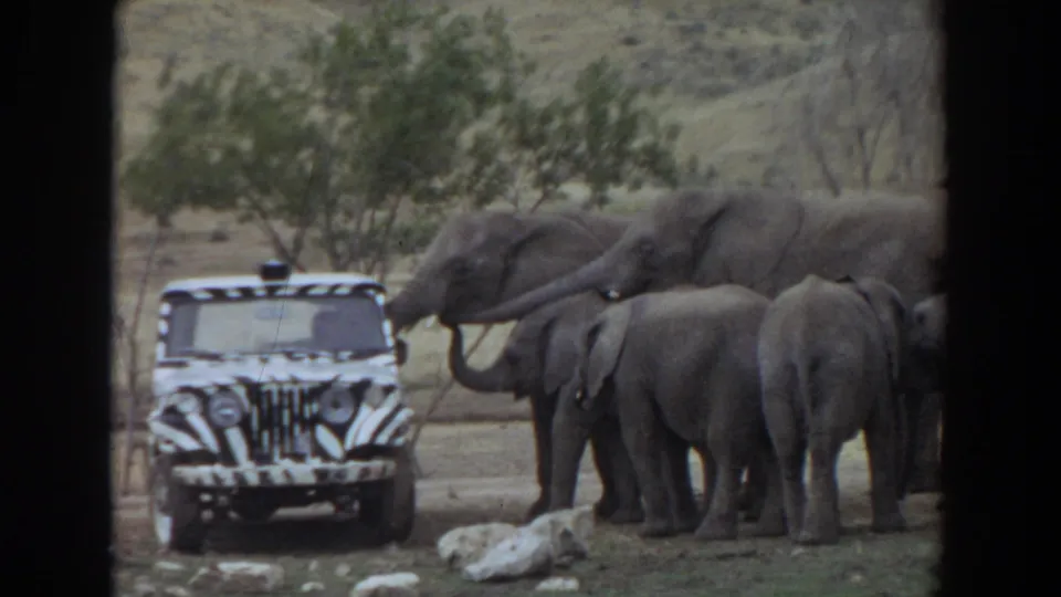 1974 Irvine, California frame with an adult elephant reaching its trunk toward a zebra-striped jeep as calves stand nearby.