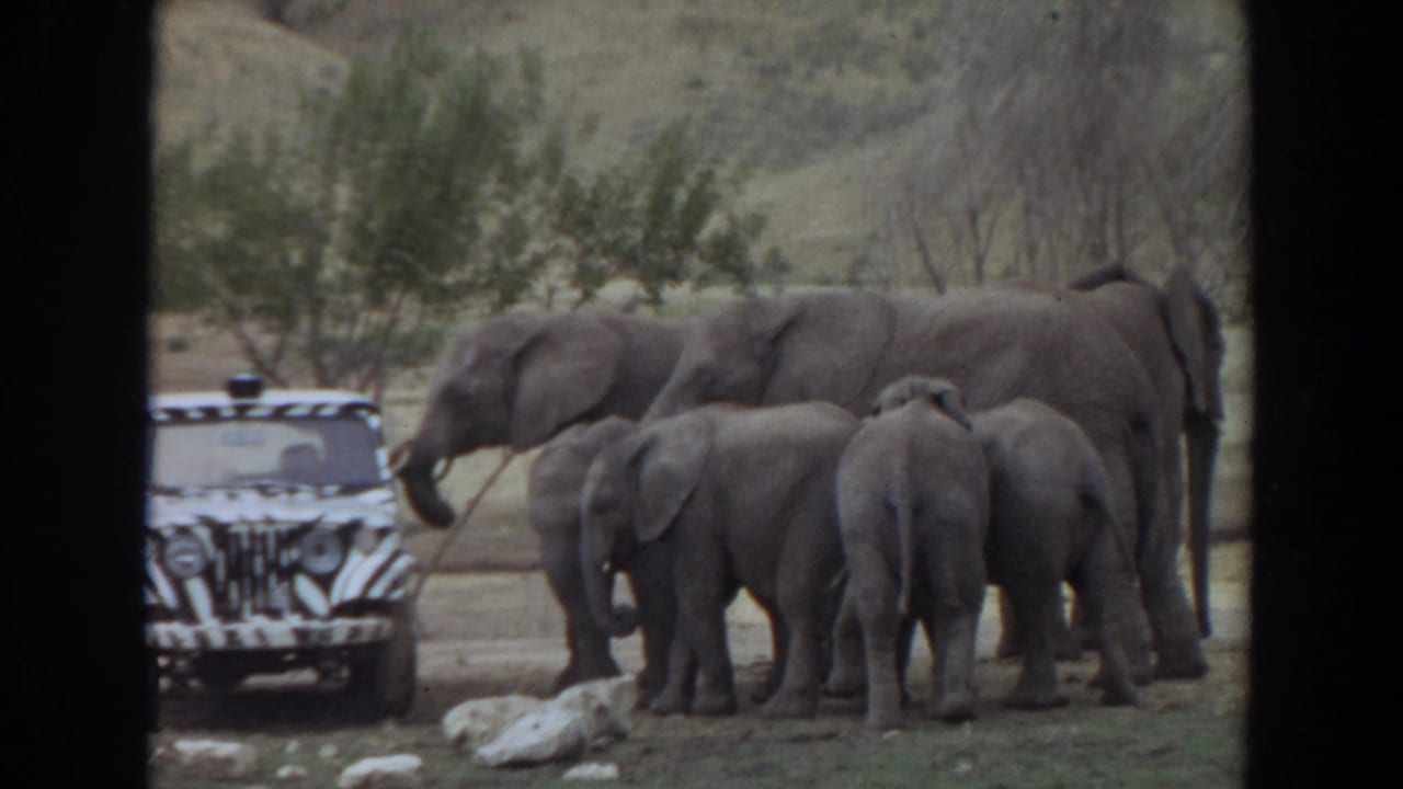 Elephants and calves stand near a zebra-striped jeep with low hills behind them.