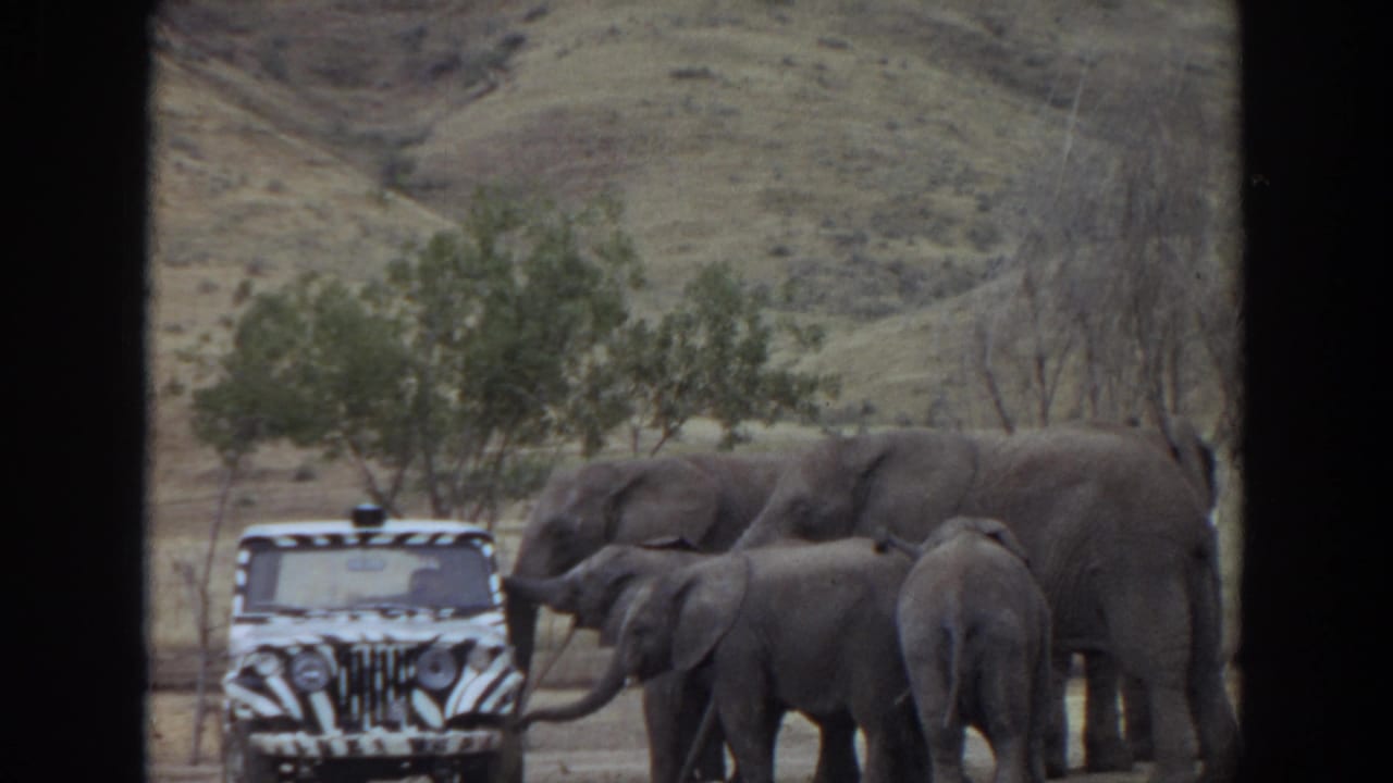 Elephants cluster near the hood and grille of a zebra-striped safari jeep, with dry hills and trees behind them.