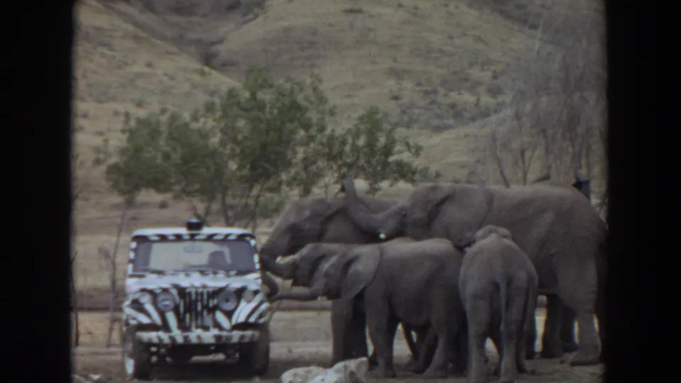 At the end of the clip, elephants remain gathered around the zebra-striped jeep, with one smaller elephant facing away from camera.