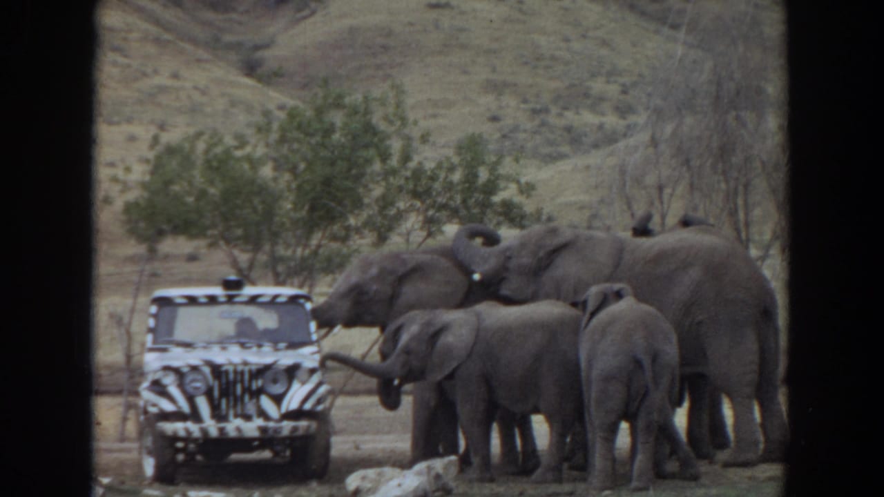 A young elephant reaches toward the zebra-striped safari vehicle while adult elephants cluster behind it in 1974 8mm footage.