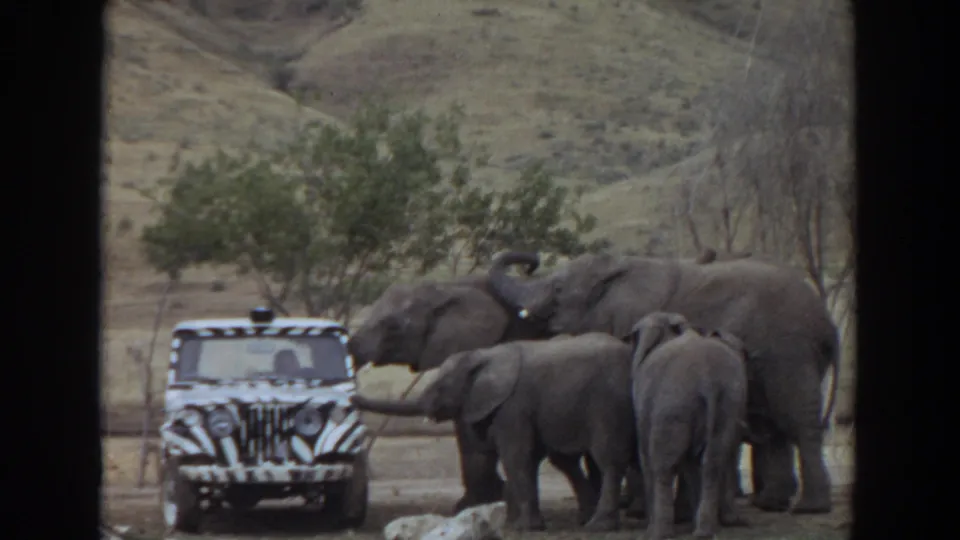 Elephants stand close to the front of a zebra-striped safari jeep, with dry hills and scattered trees behind them.