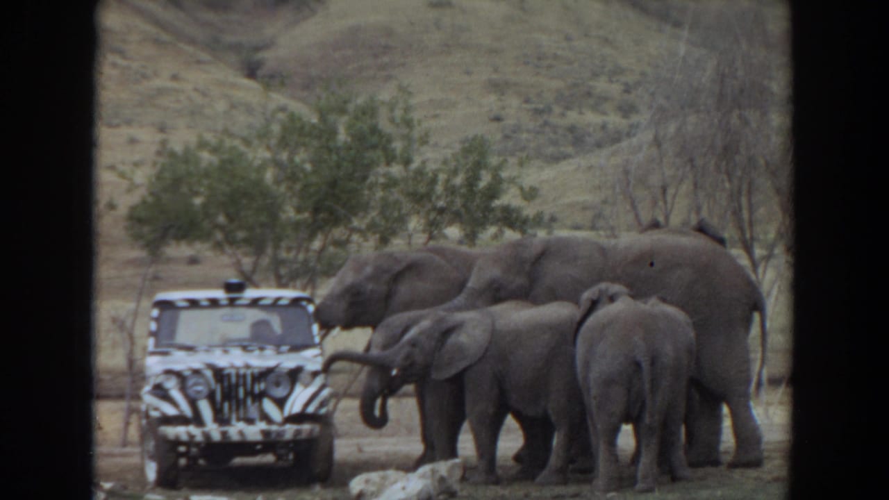 Elephants stand beside a zebra-striped vehicle in a dry animal enclosure.