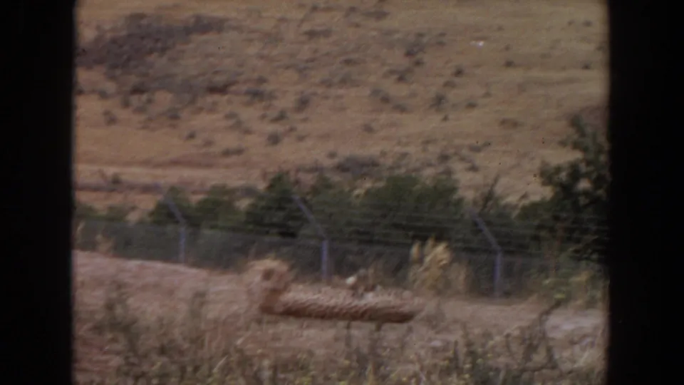 1974 Irvine 8mm frame showing a cheetah-like spotted cat lying behind a wire fence in a dry wildlife-park setting.