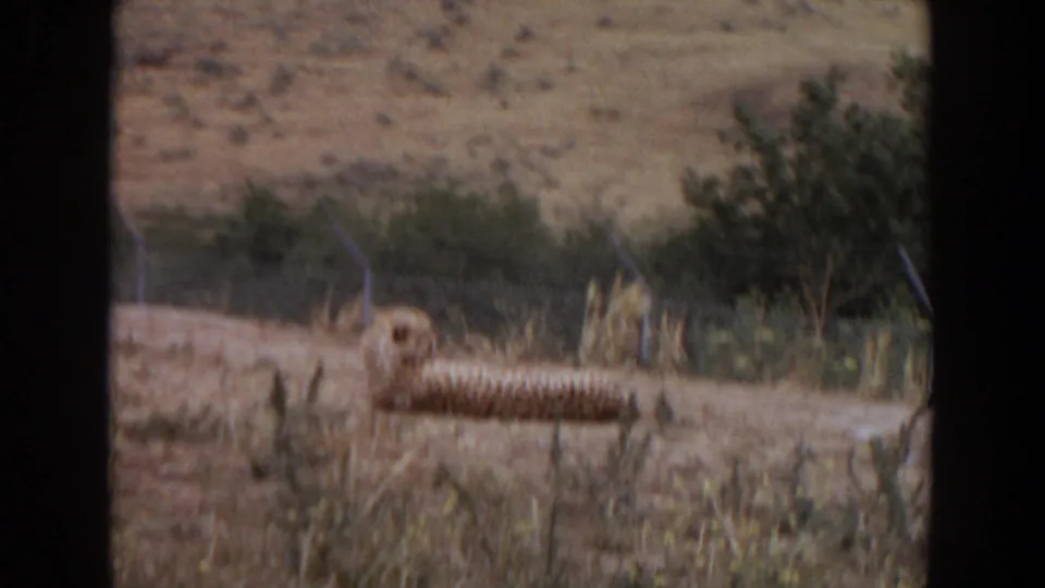1974 Irvine 8mm frame of a resting cheetah-like animal near fencing, with brush, dry grass, and hills beyond the enclosure.