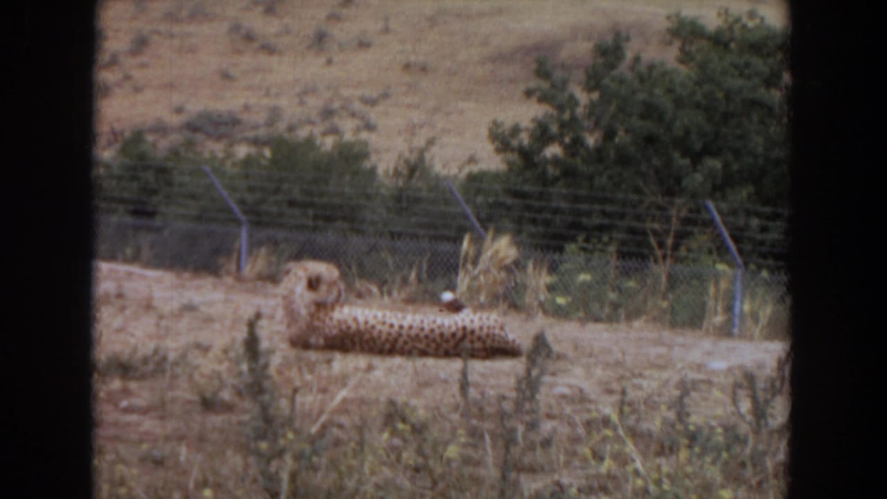 Cheetah lying on dusty ground inside a fenced enclosure.