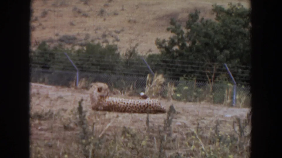 A cheetah rests on dry earth in a fenced enclosure in Irvine, California, from 1974 home-movie footage.